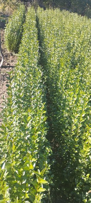 Лигуструм Овалифолиум