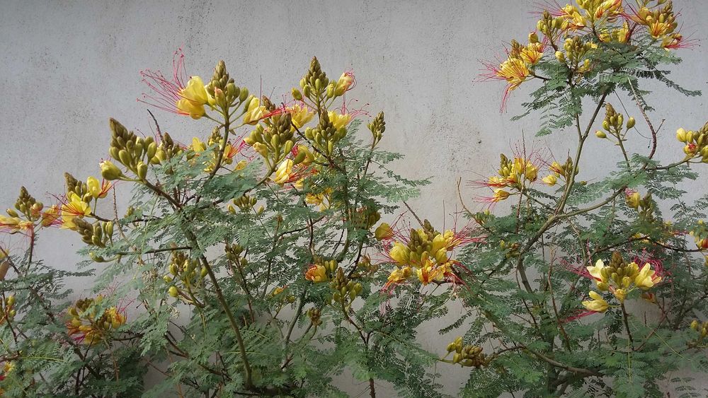 Семейно щастие,Смокини,Цезалпиния-Жълта райска птица.