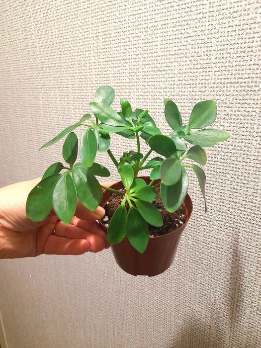 Продам Алоказия Бомбино