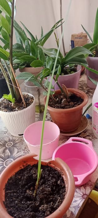 Продам цветы доларовое дерево
