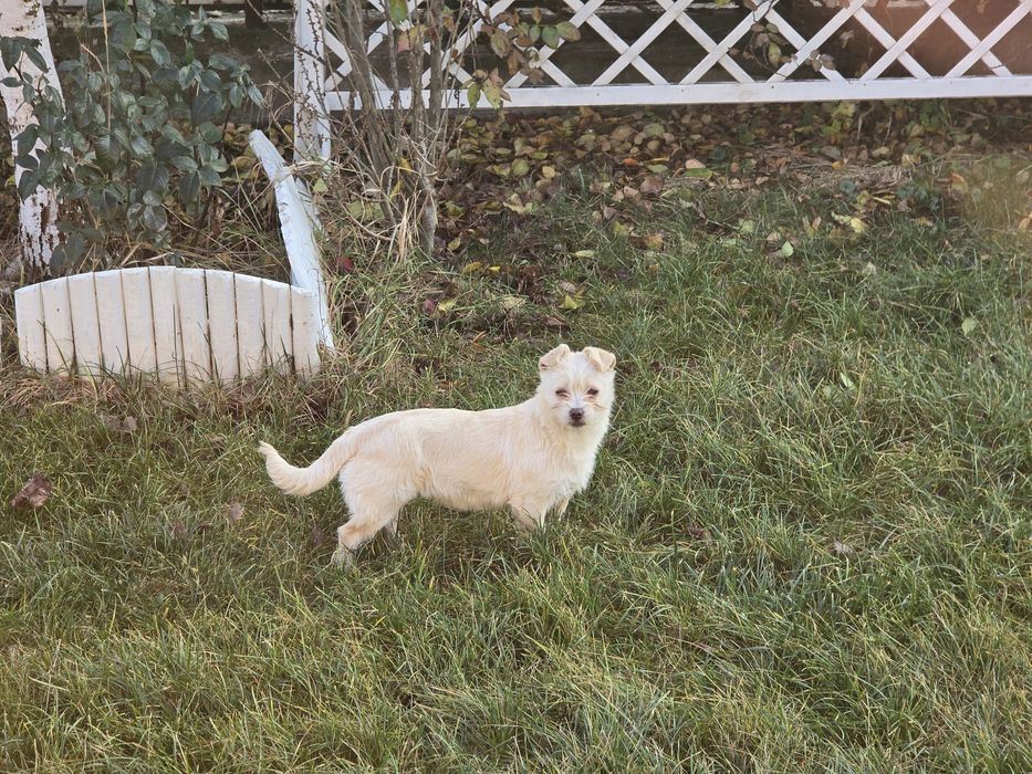 Donez cățelușa de talie mica