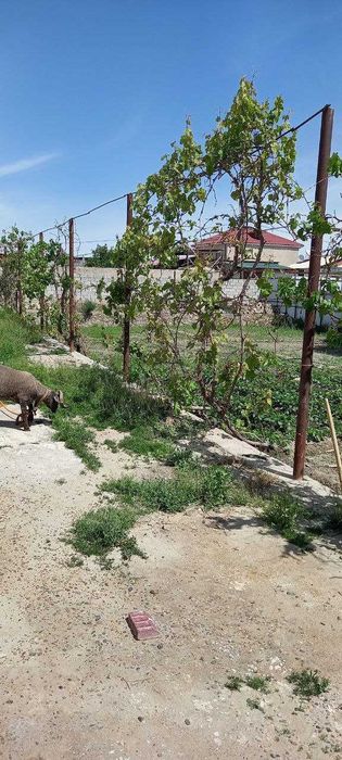 Buxoro, Kogon tumani Yangihayotda 12 sotohli uchastka sotiladi