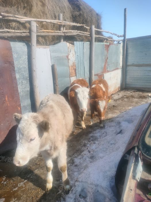 Продам тёлок полутора годовалых
