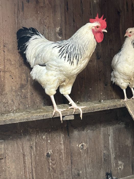 Cocosi sussex de vanzare varsta 8 luni... am si oua de vanzare...5 lei