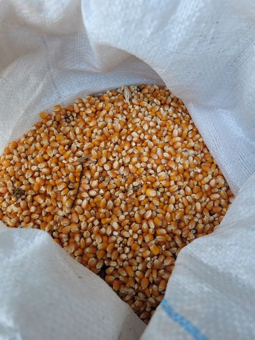 Grăunte mărunte 1,3ron/kg