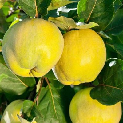 Pom Fructiferi  deosebiti gutui galata