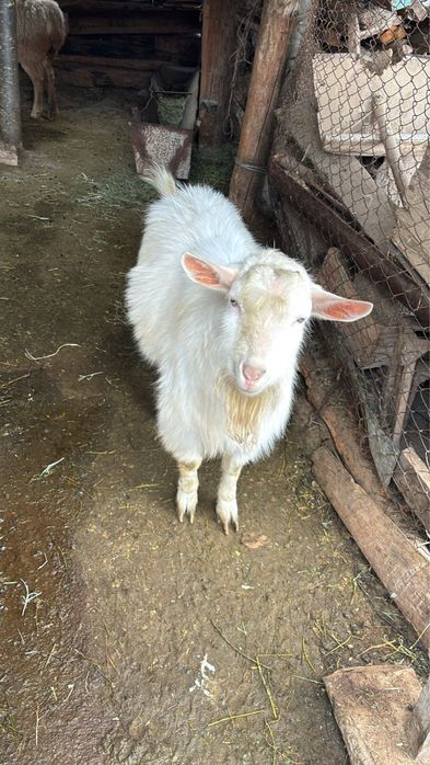 Сатамын: Заанен тұқымды теке