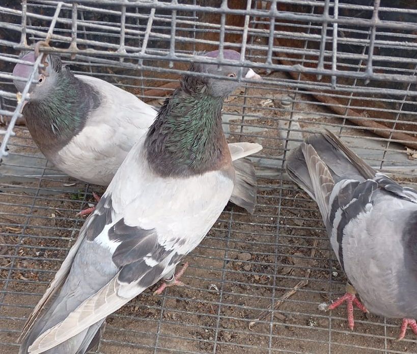 Летно игровые голуби