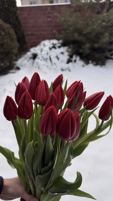 Оптом тюльпаны местные