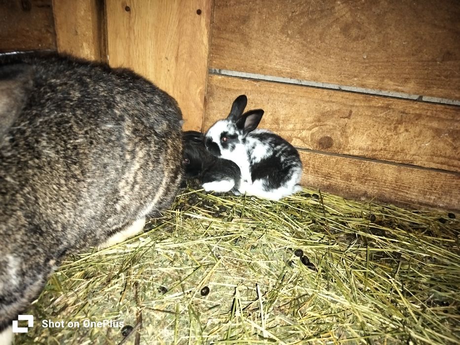 Iepuri diferite marimi