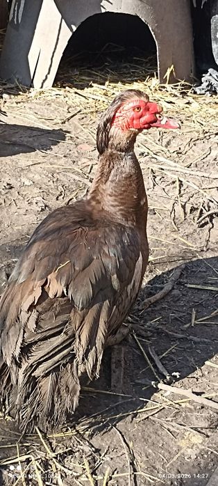 Oua de gaini de rasa, rate ciocolatii, negru sălbatic și ouă de gâscă