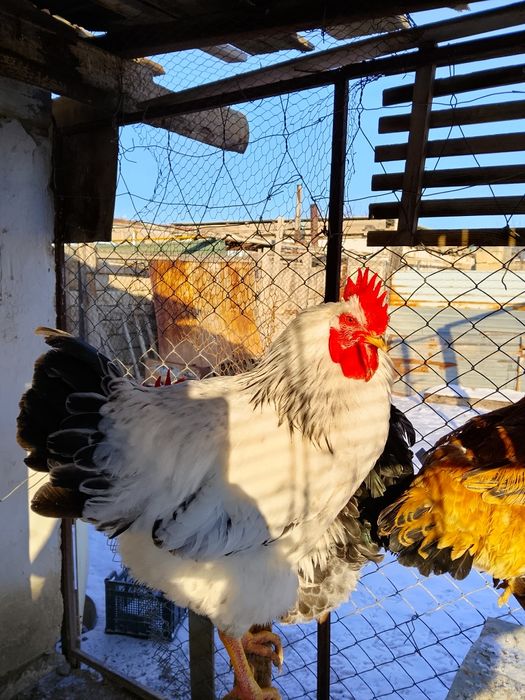 Сатылады немесе тауыққа ауыстырамын