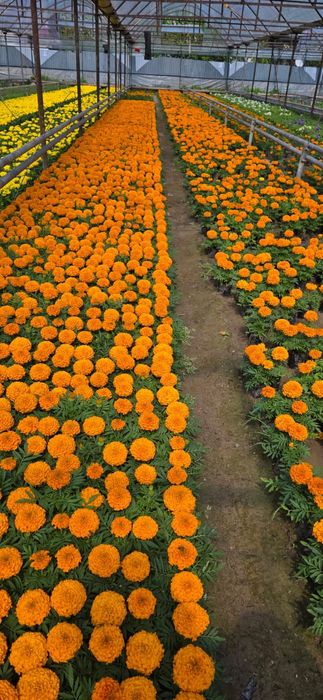 Гүлдер Цветы ОПТОМ!