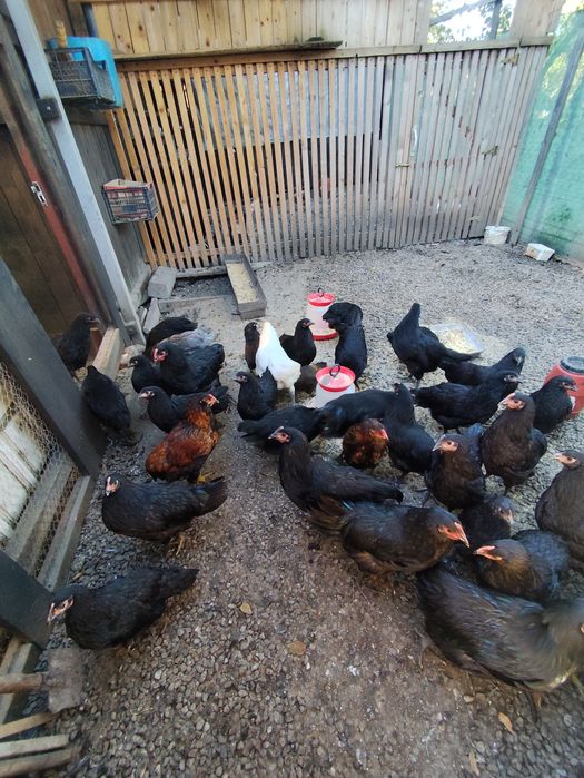 Gaini rasa Australorp si Araucana