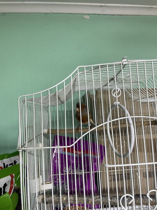 Продается канарейка