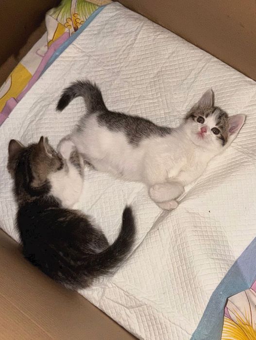 Котенок в добрые руки