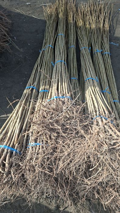 Ишончли терак кучатлари