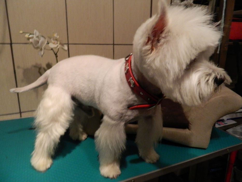 Tund câini și pisici la salon in sect. 4/Tuns caini/Pisici