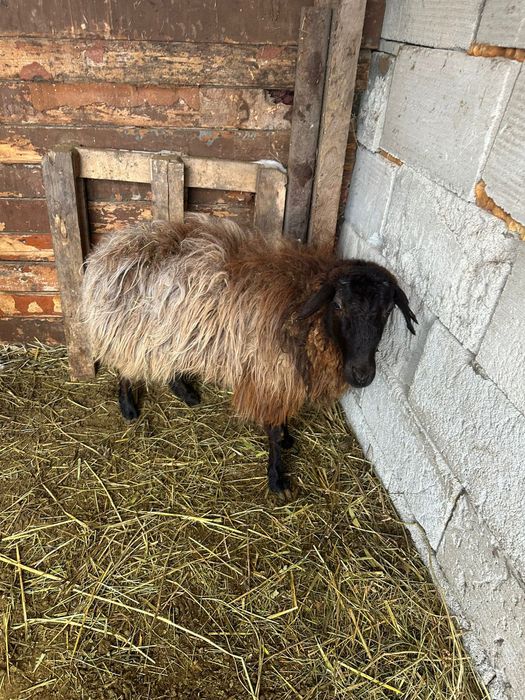 Продам овец двух