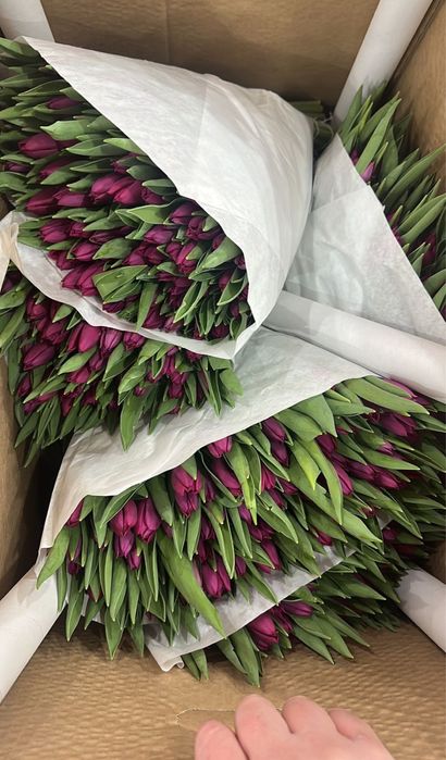 Тюльпаны оптом на 8марта