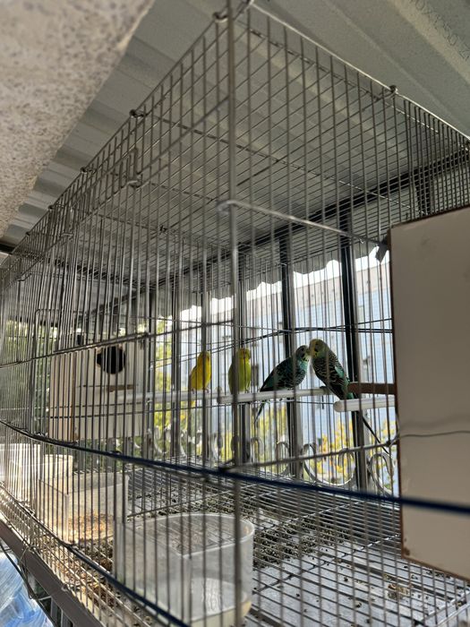 Turilar sotaman 2 para