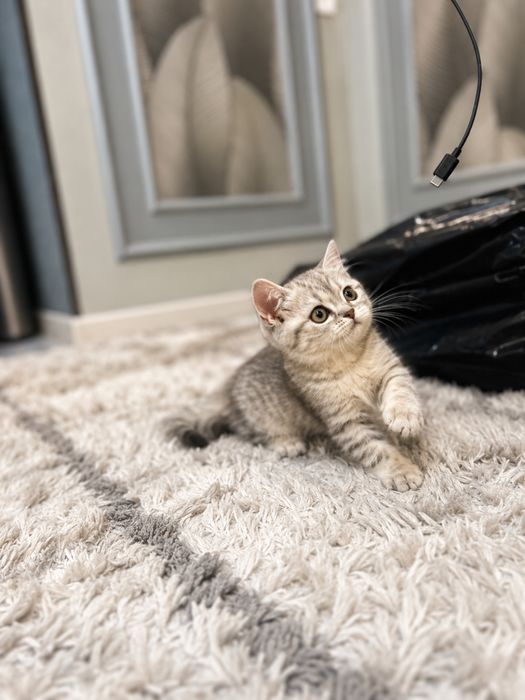 Продаётся котёнок