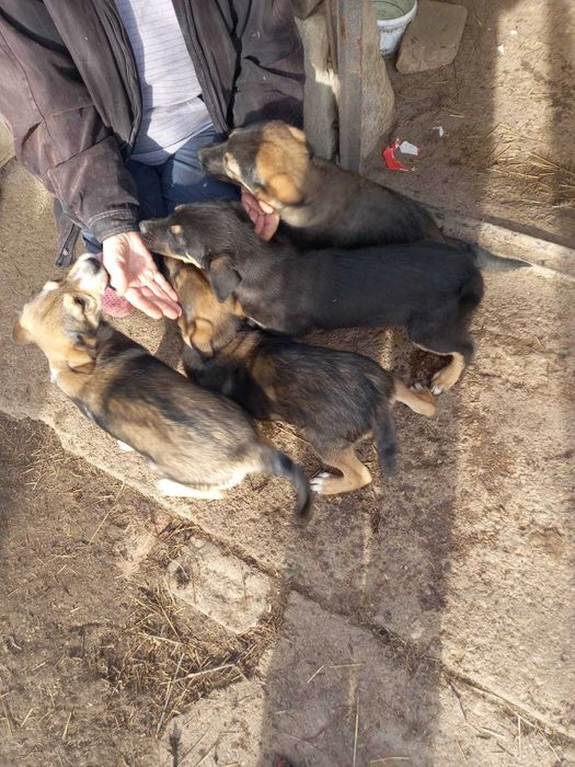 Предлагат се 4 момченца