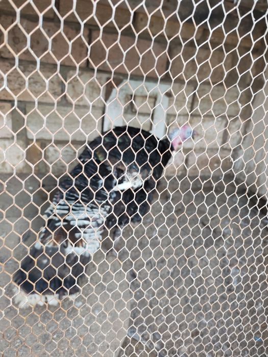 индюк продается.