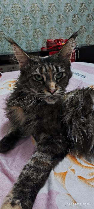 Мейн Кун кошка продам