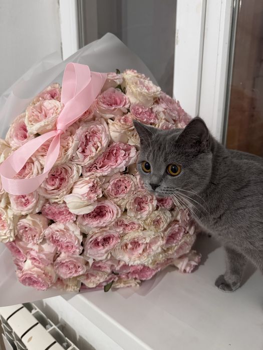 Отдам в добрые руки