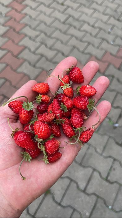 Căpșuni și fragi de padure !!