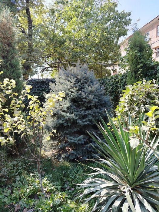 Голубой йел арча сотилади. 2.5   3 метр чикади.