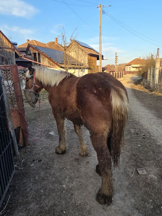 De vanzare manz din parinti ardenezi