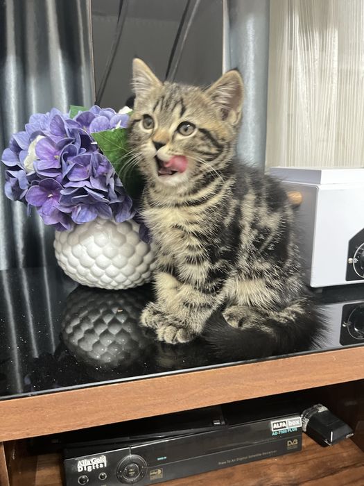 Котёнок Шотландский мраморный