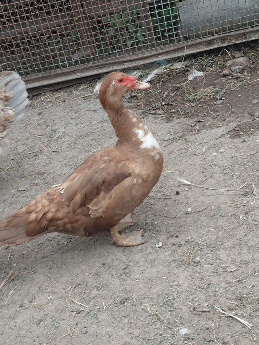 Продам Молодого Самца и Самка