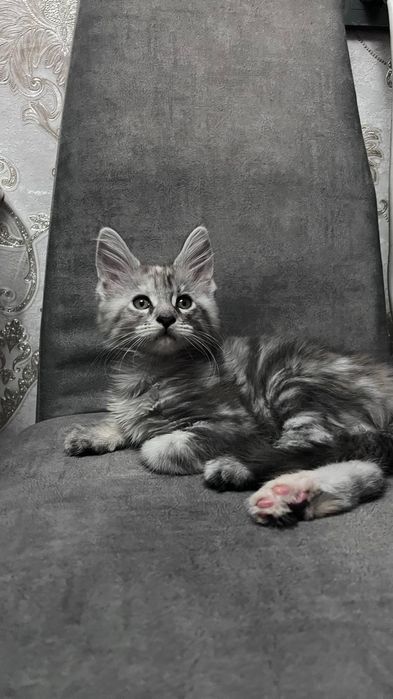 Мейн-Кун котята!