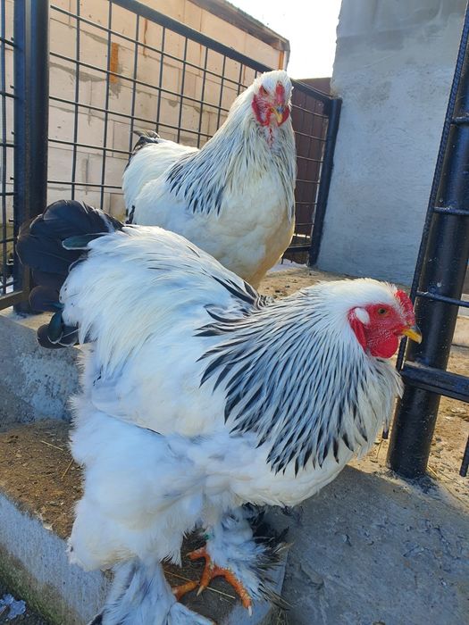 cocoși brahma  herminat deschis