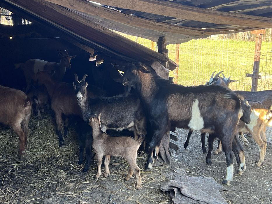 Capre cu lapte, tap si iezi pentru paste