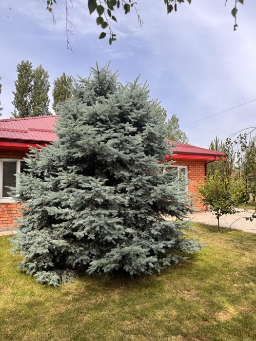 Голубой ель арчаси бои 4.40 см