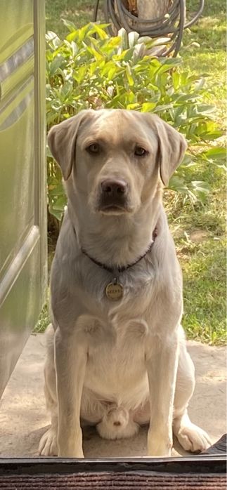 Вязка лабрадор- кобель