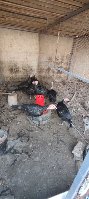 Kurkalar sotiladi 4 vissi