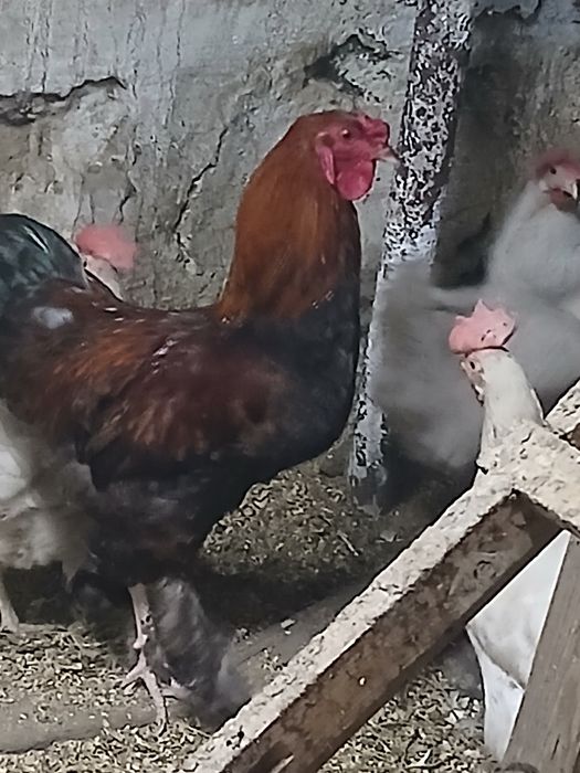 Продам петуха 4500
