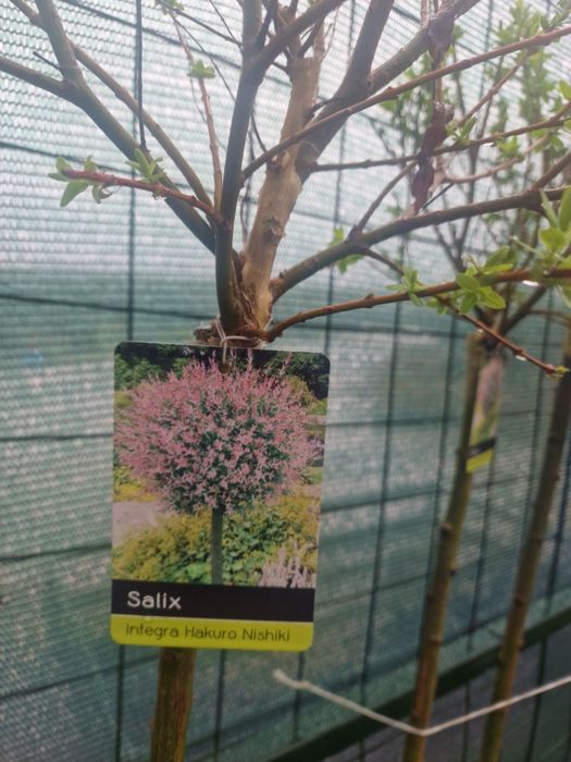 Ели сосны сирень саженцы