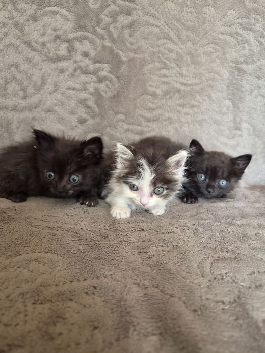 Отдам котят в хорошие руки