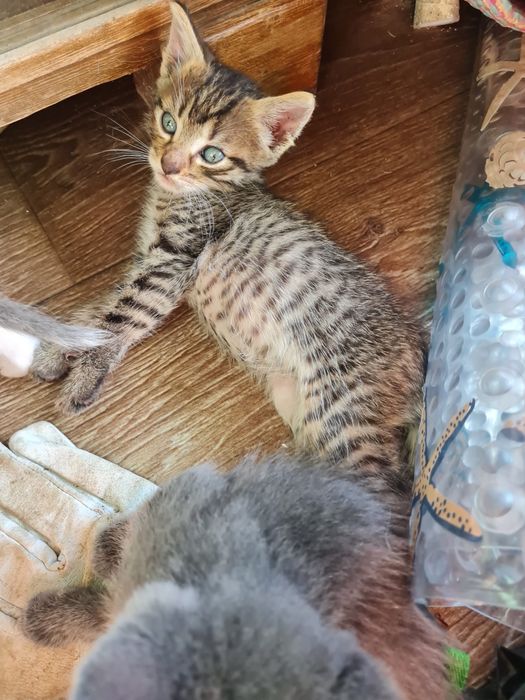Pui de pisica spre adoptie