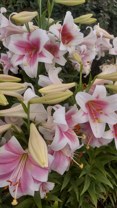 Лилия луковицы цветы