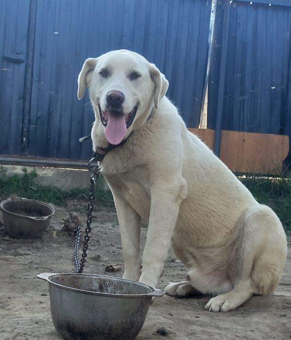 Собака породы лабрадор