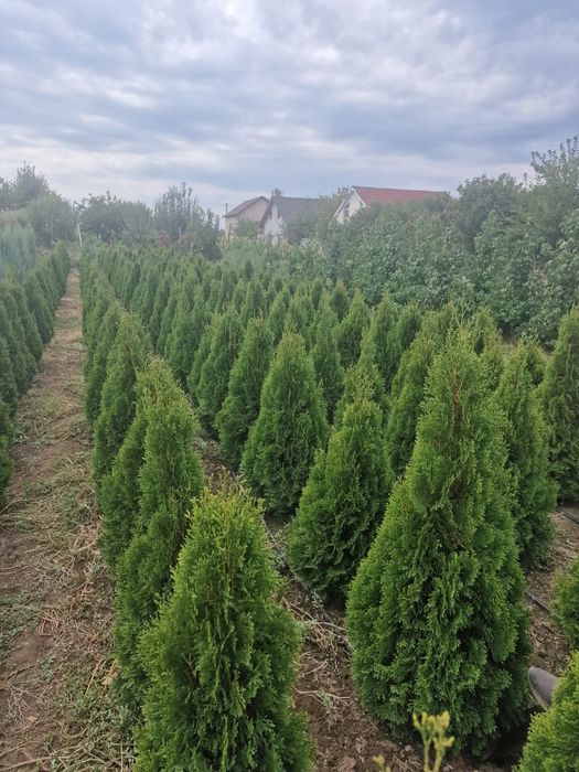 Producător tuia platan leylandi