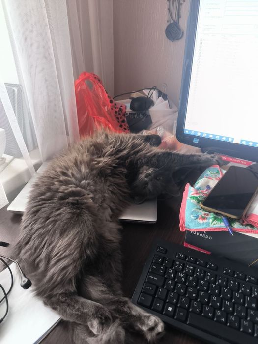 Ищем новый дом для кошки