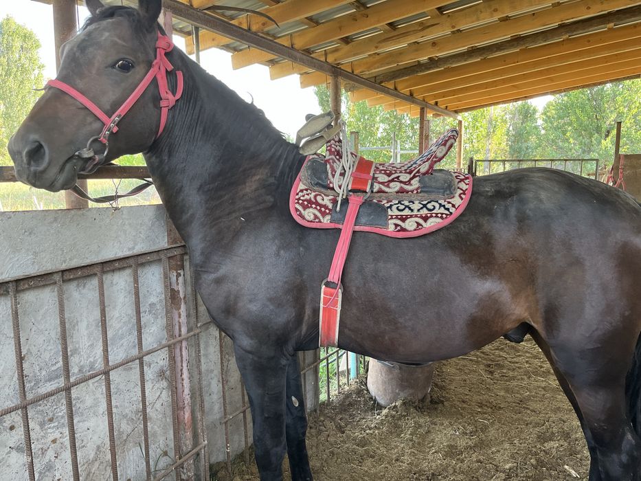 Құнан сатылады..